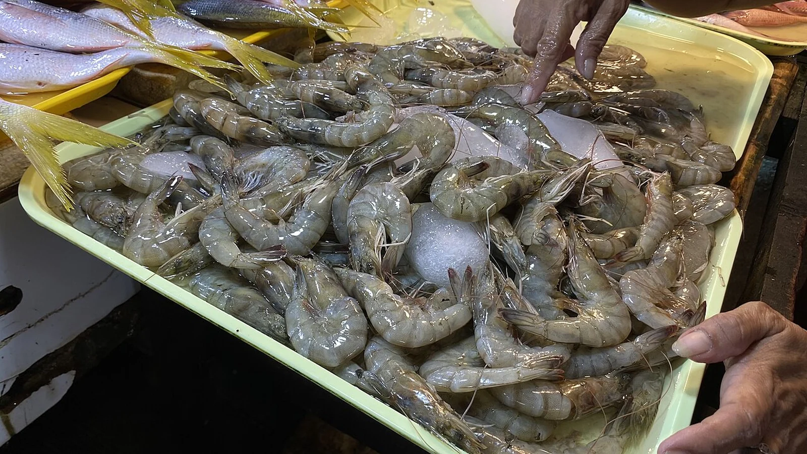 Camarão — Maior produção de Alagoas